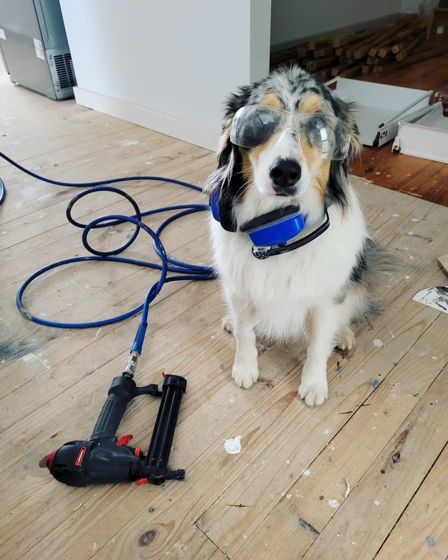 Ryoak's site dog in safety glasses beside a flooring nailer during a floorboard job